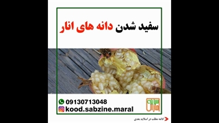 سفید شدن دانه های انار_مشاوره ی واتساپ09130713048_سبزینه مارال یزد