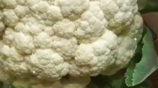 فروش بذر گل کلم با قیمت عالی+میزان بار فوق العاده