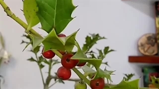 خاس بومی هیرکانی است و مقدس است
