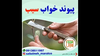 پیوند خواب سیب_مشاوره ی واتساپ09138511997_سبزینه مارال یزد