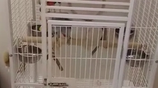 کلیپ خرید قفس کاسکو از سایت قفس فرجی