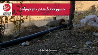 حضور خدنگها در بام خرمآباد