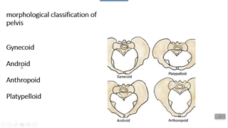 انواع لگن استخوانی. پزشکی