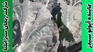 خرید بذر گل کلم و بذرهای صیفی جات