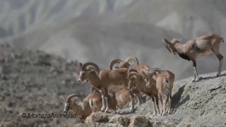 قوچ لارستان با وجود کهولت همچنان رهبر است