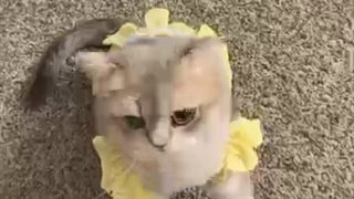 گربههه╥﹏╥