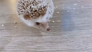 اول فکر کردم حیوان خونگی یو هستT^T