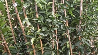 نهال لیمو ترش پرشین لایم (نهالستان و گلخانه فروزانی)