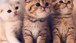 گربه های کیوت خدایا نگاشون کنین ♡♡