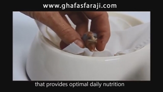 سرلاک دادن به جوجه طوطی