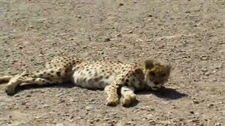 ذخیره سازی اسپرم یوز نر وحشی مرکز تحقیقات یوزپلنگ آسیایی