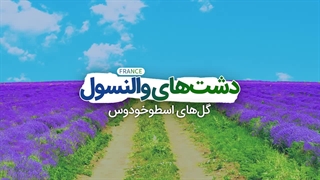 دشت های بنفش رنگ فرانسه - گل های اسطوخودوس | آژانس ققنوس