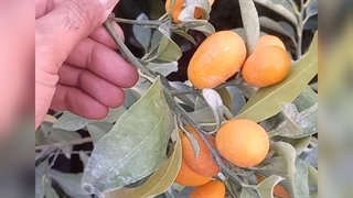 فروش نهال کامکوات میوه دار ( نهالستان و گلخانه فروزانی)