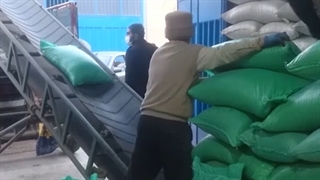 فروش عمده و ارسال 4تن سیاه دانه به مقصد خراسان رضوی مشهد (داپیدو)