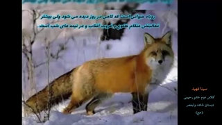 حیوانات و گیاهان شب زی-سینا فهید