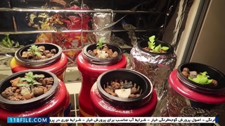 اموزش رایگان  صیفی جات کشت هیدروپونیک-طریقه دانه گذاری و پرورش آن