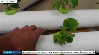 اموزش صفر تا صد کشت صیفی جات هیدروپونیک-پرورش گوجه فرنگی به سه روش