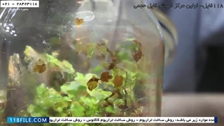 آموزش ساخت تراریوم - اصول ساخت تراریوم - ساخت تراریوم با استفاده از خزه