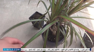 آموزش پرورش گل و گیاه آپارتمانی - اموزش تکثیر گل های اپارتمانی