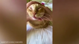 کلیپ طنز حیوانات