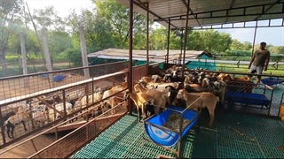 مزرعه پرورش گوسفند و بز