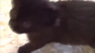 همه آنلاینآ