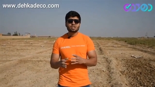 سله شکنی زعفران ( مرحله ی بعد از آبیاری زعفران )