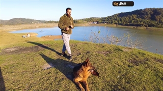 2 نکته اساسی در تربیت سگ ها