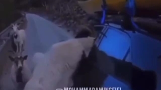 شما زبون ادما سرتون نمیشه