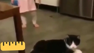 گربه آموزش دیدست