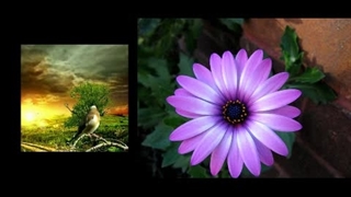 به کنار لاله و گل......