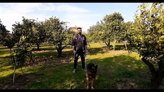 آموزش بیا به سگ
