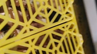 جوجه کشی مرغ