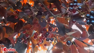 کنترل فشار خون