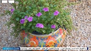 آموزش پرورش گل وگیاه آپارتمانی-نگهداری ازگل های آپارتمانی-بگونیا و بونونیتا