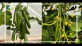 کشت خیار s500 منطقه ورامین - شرکت حاتم گلخانه ای