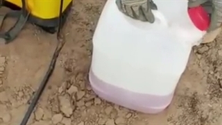 محلول پاشی زعفران