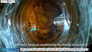 • آموزش پرورش ماهی Pygmy Corys