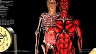 اناتومی بدن انسان