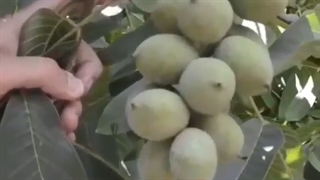 خرید نهال گردو خوشه ای پاکوتاه دیرگل از بهترین نهالستان ایران