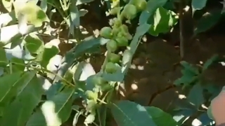 فروش نهال گردو فرنور ۰۹۱۴۸۲۸۶۳۴۱