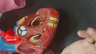 عملی قلب و عروق 5. پزشکی