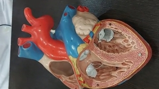 عملی قلب و عروق 12. پزشکی