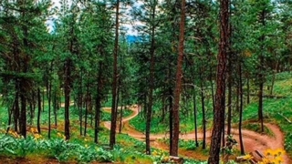 ترانه:نیلوفر