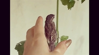 نوزاد گنجشک