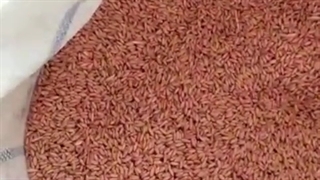 فیلم بوجاری گندم . bojari.ir