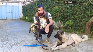 معرفی قلاده برای سگ