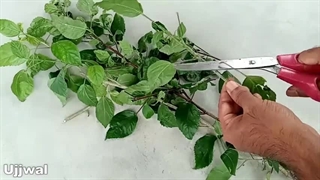 تکثیر قلمه چای ترش در آب