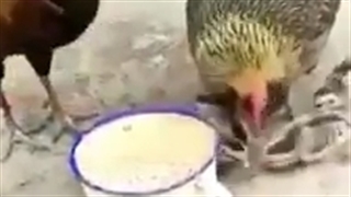 مرغ و خروس