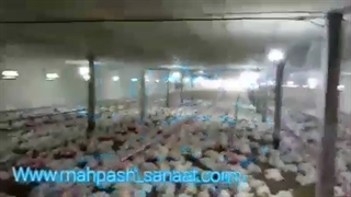 نصب و راه اندازی مه پاش  در سالن پرورشی  مرغ گوشتی